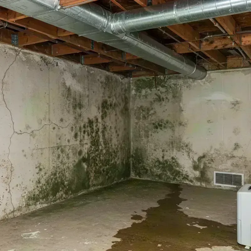 Professional Mold Removal in Arthur, IL